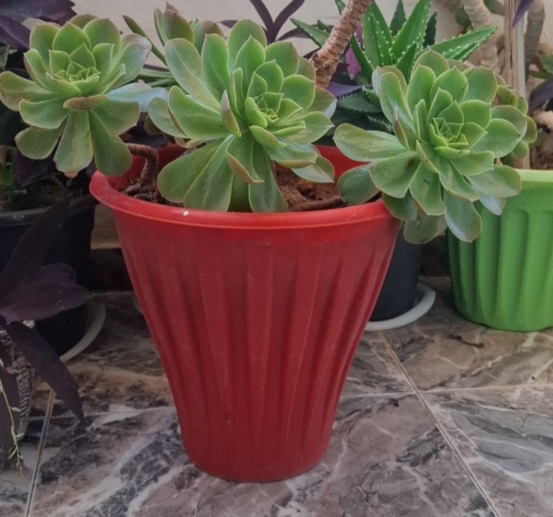 Succulent Plants in Red Pot