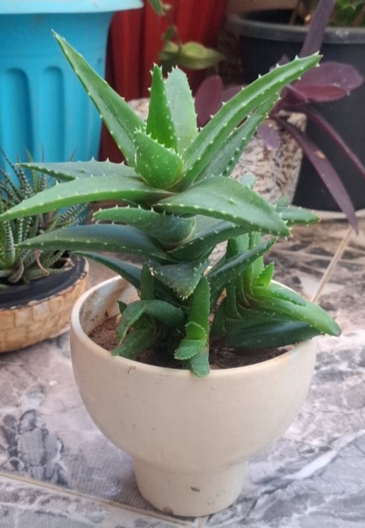 Aloe Vera Plant in Ceramic Pot