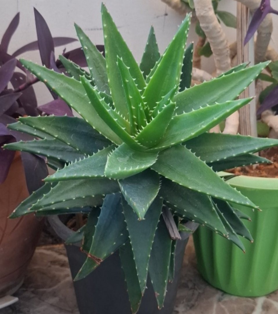 Aloe Vera Plant