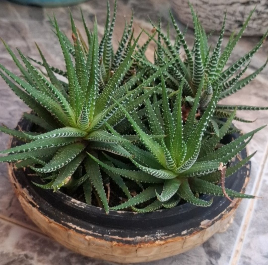 Haworthia Fasciata Zebra Plant