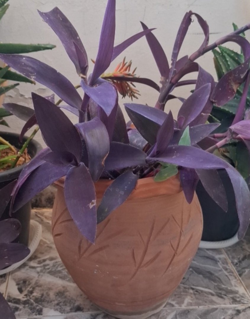 Purple Heart Plant in Terracotta Pot